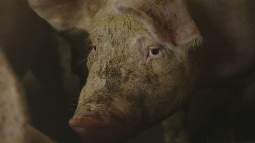 Hollanda'da kaçak mezbaha ve market operasyonu: 4 domuz el konuldu