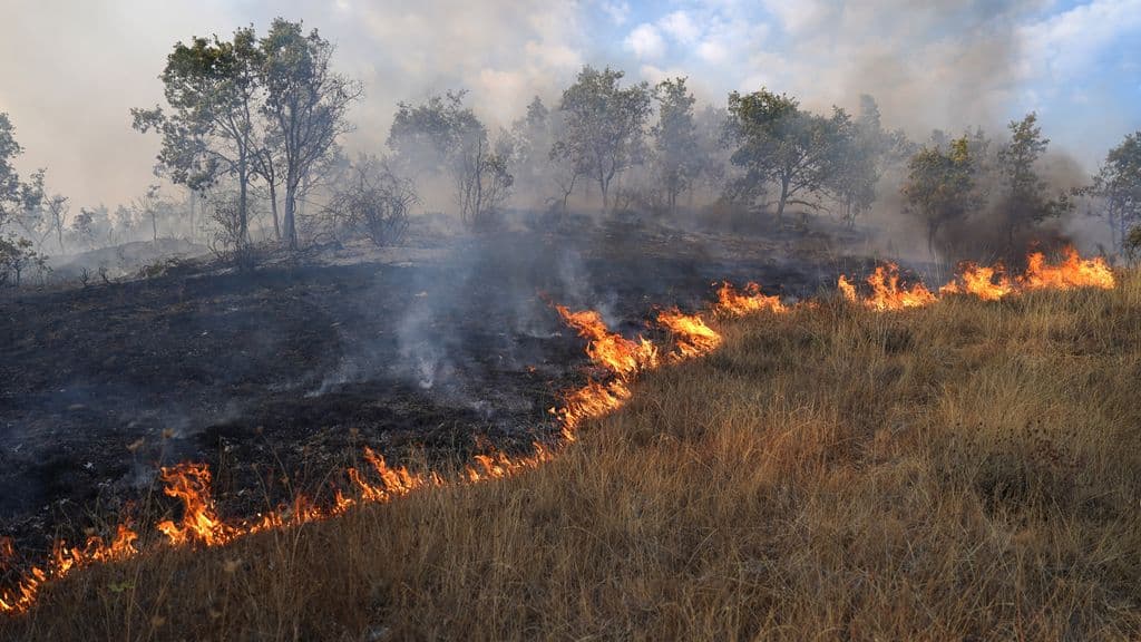 Avrupa'da 2025 yılı rekor orman yangını sezonu: 1 milyon hektar alanda hasar
