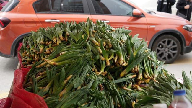 Çiriş Otu Kilogramı 200 Liraya Yükseldi: Doğal Toplama Ekonomisi - 2