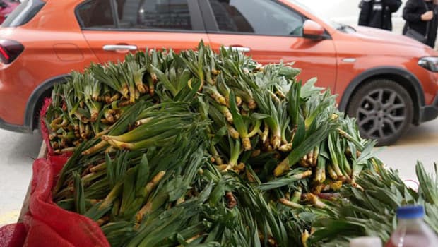 Çiriş Otu Kilogramı 200 Liraya Yükseldi: Doğal Toplama Ekonomisi