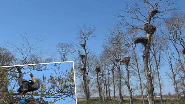 Samsun Bafra'da 'Leylek Apartmanı' Göçmen Kuşları Ağırlıyor