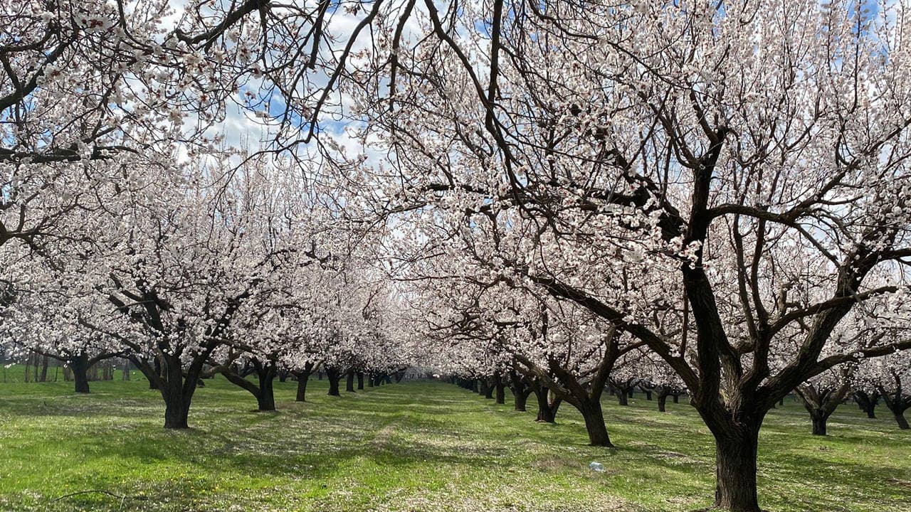 Iğdır'da kayısı ağaçları çiçek açtı, 40 bin ton rekolte bekleniyor