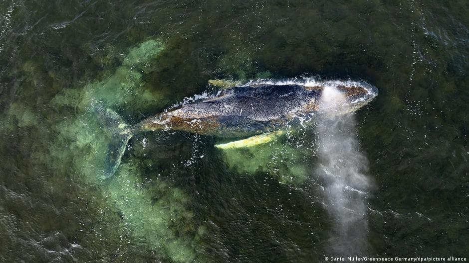 Almanya'da 4 hafta sürüklenen kambur balina için kurtarma çabaları sona erdi