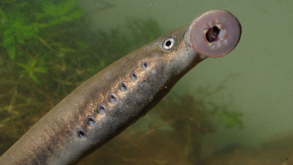 Hollanda'da nesli tükenmekte olan nehir lampreysi başarıyla üretildi