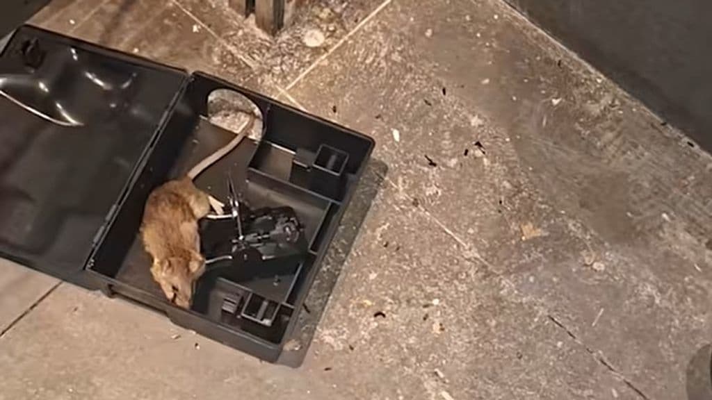 Hollanda'da fare istilası nedeniyle restoran kapatmaları artıyor