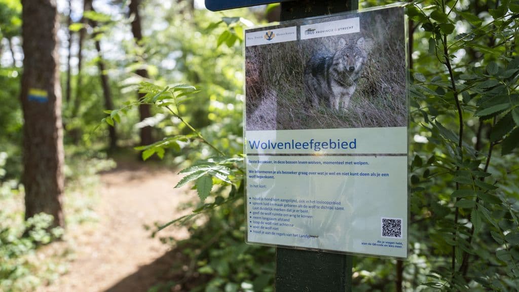 Hollanda'da kurt saldırıları ilk kez azaldı: İlk çeyrekte 255 vaka