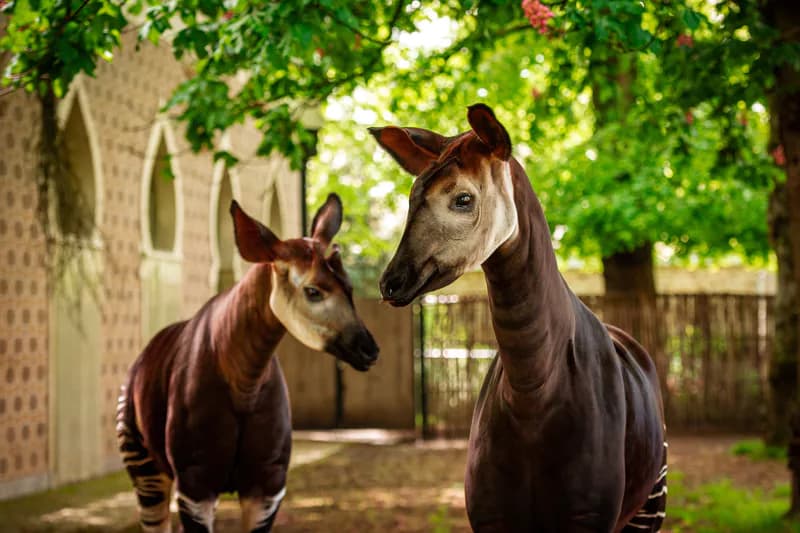 Antwerp Hayvanat Bahçesi'nde Nesli Tükenmekte Olan Okapi Yavrusu Dünyaya Geldi