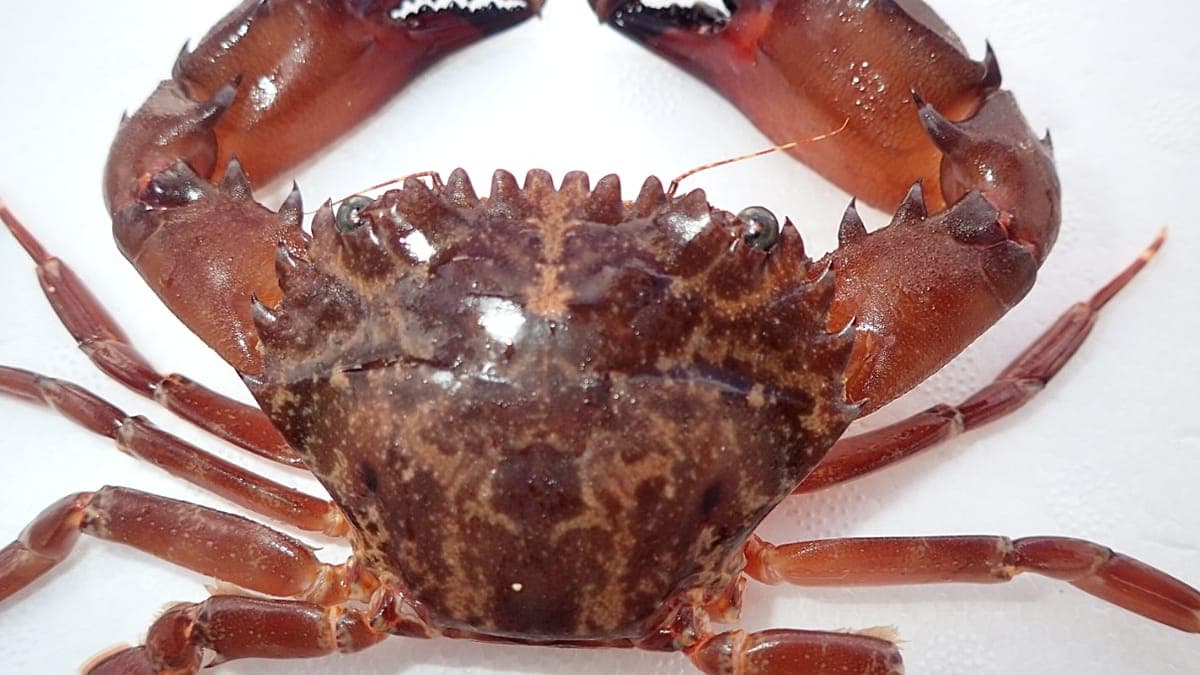 Hint-Pasifik kökenli istilacı yengeç türü Akdeniz'de hızla yayılıyor