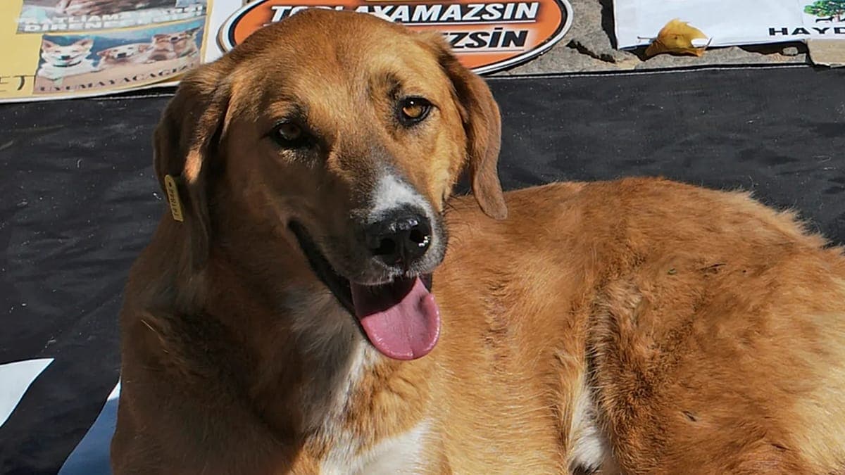 İstanbul Valiliği belediyelere sahipsiz köpek toplama emri verdi